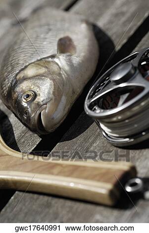 Stock Image - Close-up of a fish and a fishing reel. Fotosearch