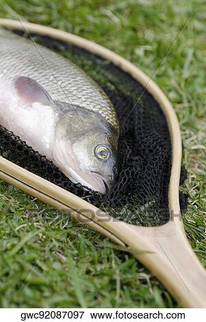 Close-up of a fish in a fishing net View Large Photo Image Stock Photo - Close-up of a fish in a fishing net. Fotosearch