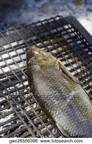 Close-up of a fish on a grille View Large Photo Image Stock Photograph - Close-up of a fish on a grille. Fotosearch