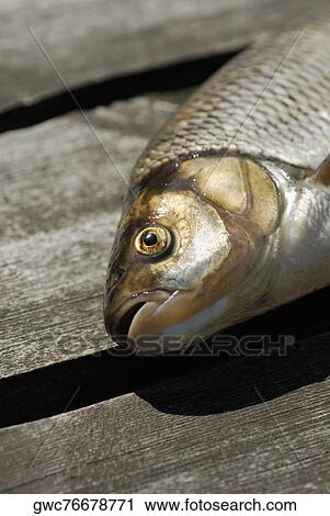 Close-up of a fish on a pier View Large Photo Image Stock Image - Close-up of a fish on a pier. Fotosearch
