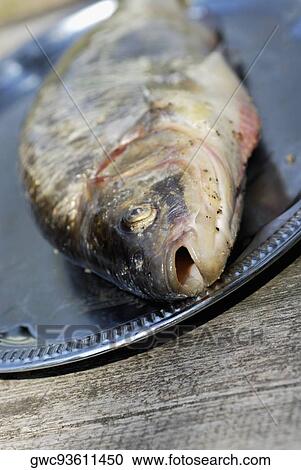 Close-up of a fish on a tray View Large Photo Image Stock Image - Close-up of a fish on a tray. Fotosearch