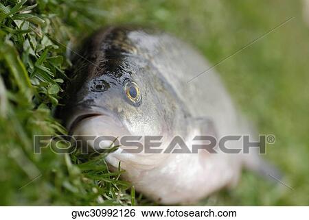 Close-up of a fish on the grass View Large Photo Image Stock Photograph - Close-up of a fish on the grass. Fotosearch