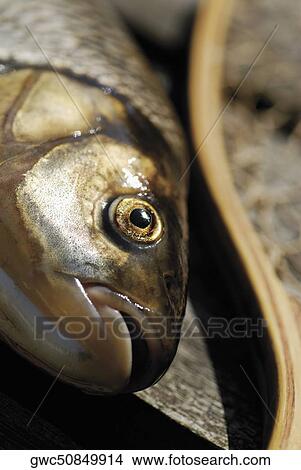 Close-up of a fish View Large Photo Image Picture - Close-up of a fish. Fotosearch