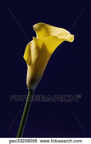 Close-up of a flower View Large Photo Image Stock Photograph - Close-up of a flower. Fotosearch