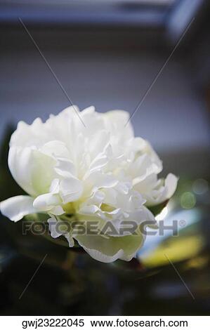 Close-up of a flower View Large Photo Image Stock Photography - Close-up of a flower. Fotosearch