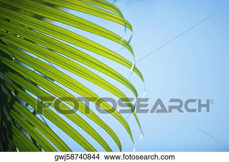 Picture - Close-up of a frond. Fotosearch