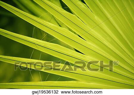 Close-up of a frond View Large Photo Image Stock Image - Close-up of a frond. Fotosearch