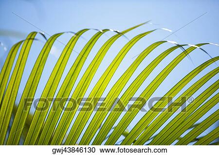 Close-up of a frond View Large Photo Image Stock Image - Close-up of a frond. Fotosearch