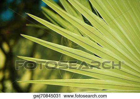 Close-up of a frond View Large Photo Image Stock Image - Close-up of a frond. Fotosearch