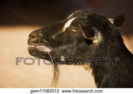 Close-up of a goat eating grass View Large Photo Image Stock Image - Close-up of a goat eating grass. Fotosearch