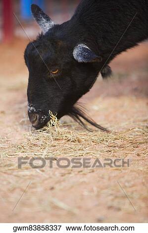 Stock Photo - Close-up of a goat eating grass. Fotosearch