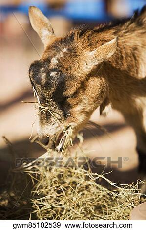 Close-up of a goat eating grass View Large Photo Image Stock Photo - Close-up of a goat eating grass. Fotosearch