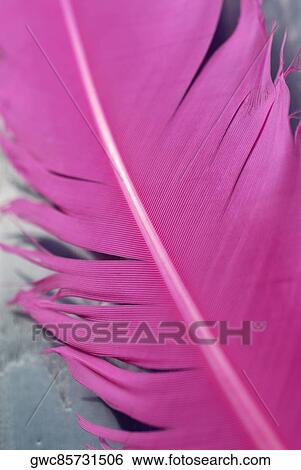 Close-up of a goose feather View Large Photo Image Stock Photograph - Close-up of a goose feather. Fotosearch