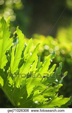 Close-up of a green leaf View Large Photo Image Stock Photograph - Close-up of a green leaf. Fotosearch