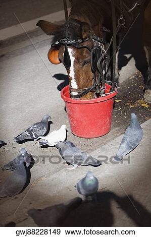 Close-up of a horse drinking from a bucket View Large Photo Image Stock Photo - Close-up of a horse drinking from a bucket. Fotosearch