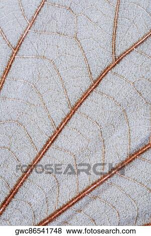 Stock Photo - Close-up of a leaf. Fotosearch