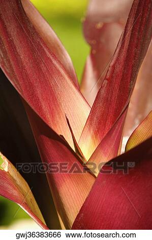 Close-up of a leaf View Large Photo Image Stock Photograph - Close-up of a leaf. Fotosearch