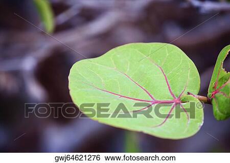 Stock Photograph - Close-up of a leaf. Fotosearch