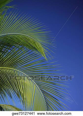Stock Image - Close-up of a palm leaf. Fotosearch