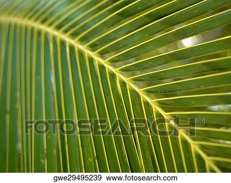 Stock Photo - Close-up of a palm leaf. Fotosearch