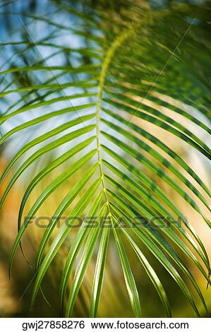 Close-up of a palm leaf View Large Photo Image Stock Photograph - Close-up of a palm leaf. Fotosearch