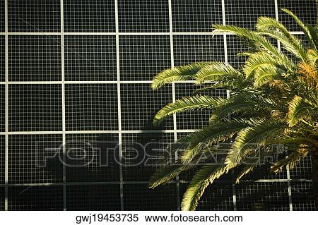 Close-up of a palm tree in front of a building, Miami, Florida, USA View Large Photo Image Stock Photography - Close-up of a palm tree in front of a building, Miami, Florida, USA. Fotosearch