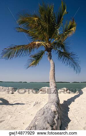 Close-up of a palm tree on the beach View Large Photo Image Stock Photo - Close-up of a palm tree on the beach. Fotosearch