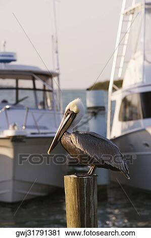 Close-up of a pelican perching on a wooden post View Large Photo Image Stock Image - Close-up of a pelican perching on a wooden post. Fotosearch