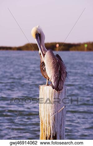 Close-up of a pelican perching on a wooden post View Large Photo Image Stock Image - Close-up of a pelican perching on a wooden post. Fotosearch