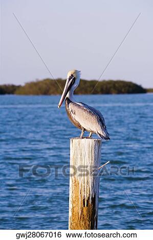 Close-up of a pelican perching on a wooden post View Large Photo Image Stock Photograph - Close-up of a pelican perching on a wooden post. Fotosearch