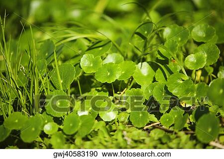 Close-up of a plant View Large Photo Image Stock Image - Close-up of a plant. Fotosearch