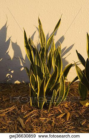 Close-up of a plant View Large Photo Image Stock Photo - Close-up of a plant. Fotosearch