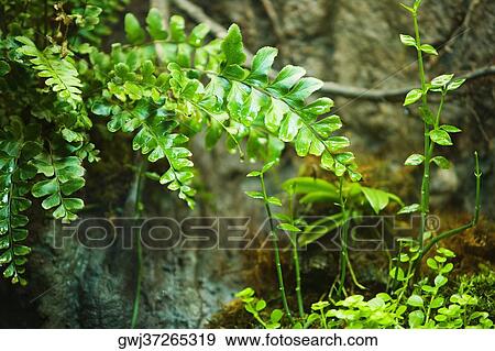 Close-up of a plant View Large Photo Image Stock Photo - Close-up of a plant. Fotosearch