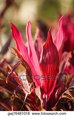 Close-up of a plant View Large Photo Image Stock Photo - Close-up of a plant. Fotosearch