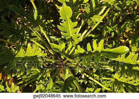 Stock Photography - Close-up of a plant. Fotosearch
