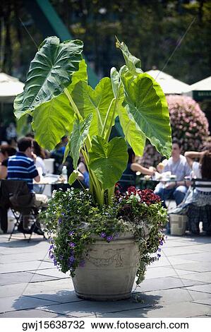 Close-up of a potted plant View Large Photo Image Stock Image - Close-up of a potted plant. Fotosearch