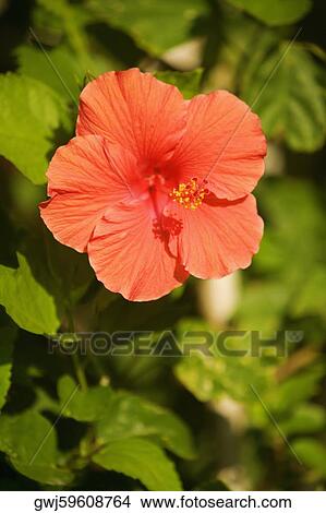 Close-up of a red hibiscus (hibiscus acetosella) View Large Photo Image Picture - Close-up of a red hibiscus (hibiscus acetosella). Fotosearch
