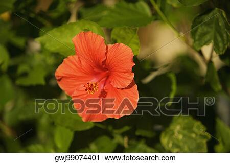 Stock Image - Close-up of a red hibiscus (hibiscus acetosella). Fotosearch