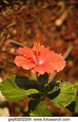 Close-up of a red hibiscus (hibiscus acetosella) View Large Photo Image Stock Photo - Close-up of a red hibiscus (hibiscus acetosella). Fotosearch