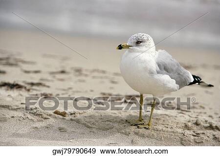 Close-up of a seagull on the beach View Large Photo Image Stock Photo - Close-up of a seagull on the beach. Fotosearch