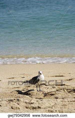 Close-up of a seagull on the beach, Miami Beach, Florida, USA View Large Photo Image Stock Photograph - Close-up of a seagull on the beach, Miami Beach, Florida, USA. Fotosearch