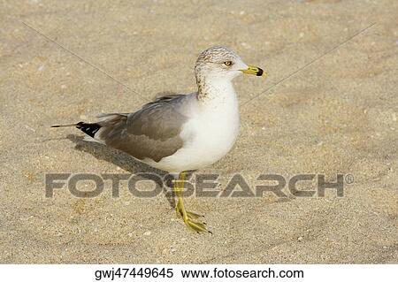 Close-up of a seagull on the beach, Miami Beach, Florida, USA View Large Photo Image Stock Photography - Close-up of a seagull on the beach, Miami Beach, Florida, USA. Fotosearch