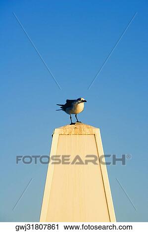 Close-up of a seagull perched on a stone structure View Large Photo Image Stock Image - Close-up of a seagull perched on a stone structure. Fotosearch