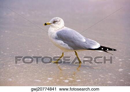 Close-up of a seagull perching on the beach View Large Photo Image Stock Image - Close-up of a seagull perching on the beach. Fotosearch