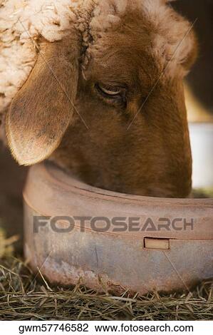 Stock Image - Close-up of a sheep drinking. Fotosearch