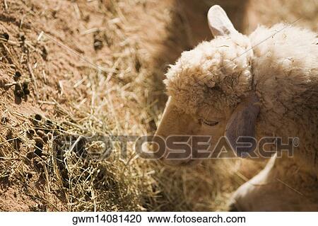 Close-up of a sheep eating grass View Large Photo Image Stock Image - Close-up of a sheep eating grass. Fotosearch