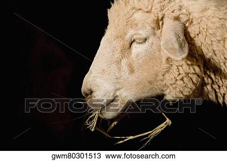 Close-up of a sheep eating grass View Large Photo Image Stock Image - Close-up of a sheep eating grass. Fotosearch