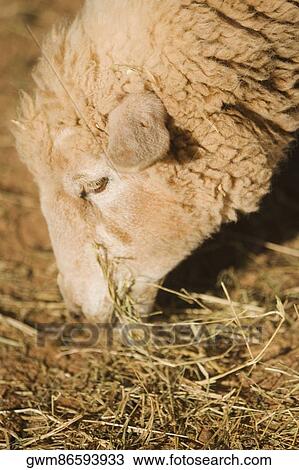 Close-up of a sheep eating grass View Large Photo Image Stock Image - Close-up of a sheep eating grass. Fotosearch