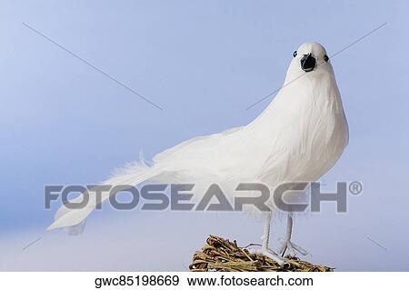Close-up of a stuffed bird View Large Photo Image Stock Photo - Close-up of a stuffed bird. Fotosearch