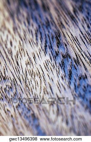 Close-up of a textured pattern View Large Photo Image Stock Photo - Close-up of a textured pattern. Fotosearch